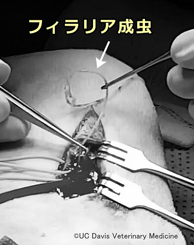 猫では世界初となる大腿動脈経由のフィラリア成虫除去術