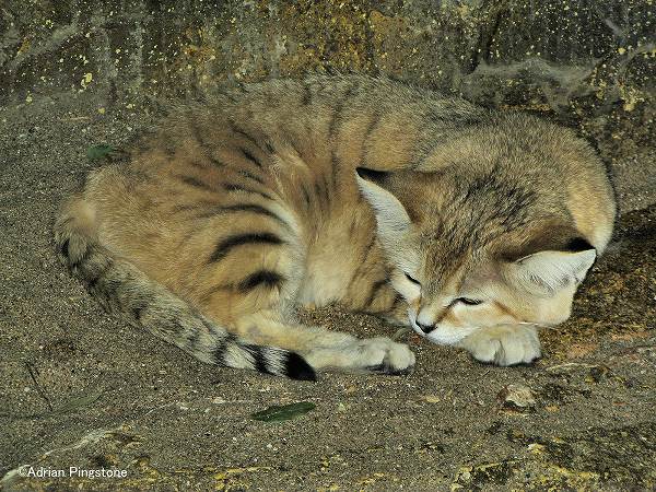 イギリス・ブリストル動物園のスナネコ