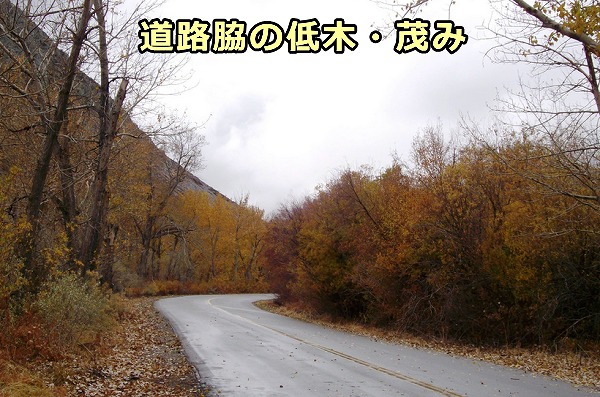 道路脇の低木や茂みで狩りを行う猫は交通事故に遭いやすい