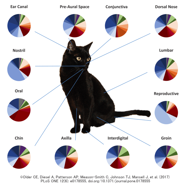 猫の皮膚細菌叢は個体差よりも1個体内における部位別の差異のほうが大きい