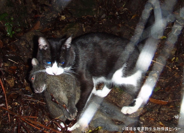 鹿児島県の徳之島でアマミノクロウサギをくわえる猫