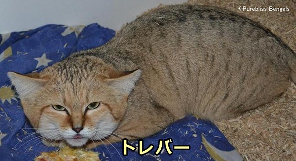 マーガリートの種オスとなったスナネコの「トレバー」(Trevor)