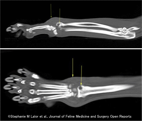 前腕部に結核を発症した猫のエックス線画像