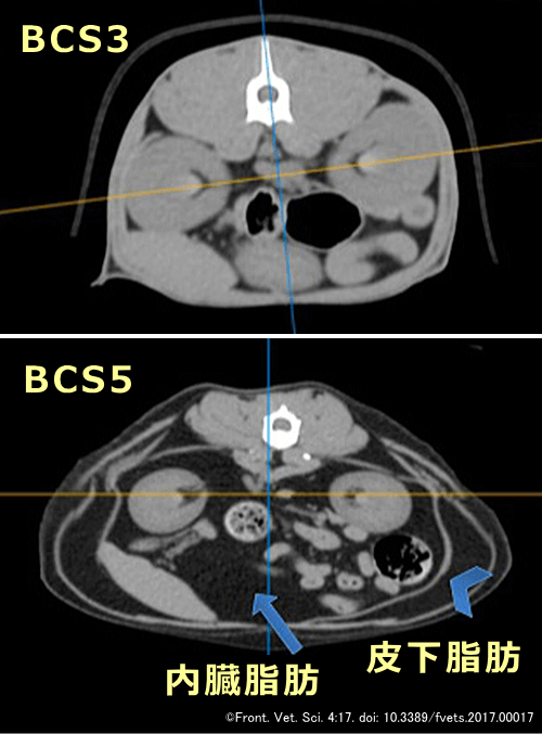 猫の皮下脂肪と内臓脂肪のCTスキャン画像