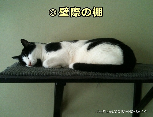 猫にとって壁際の高い棚は絶好の休息場所