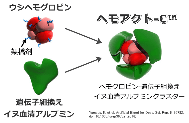 ウシの赤血球から精製したヘモグロビンを遺伝子組換えイヌ血清アルブミンで包み込んだ構造の人工血液