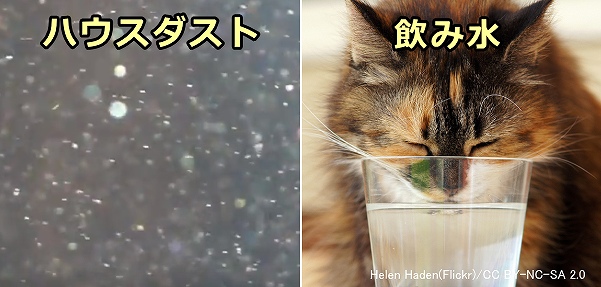 PFASが猫の体内に入り込むルートは飲水やハウスダストの可能性が高い