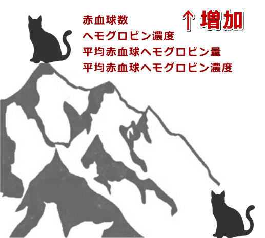 高地に暮らしている猫は赤血球数やヘモグロビン濃度を高めることで低酸素に順応している