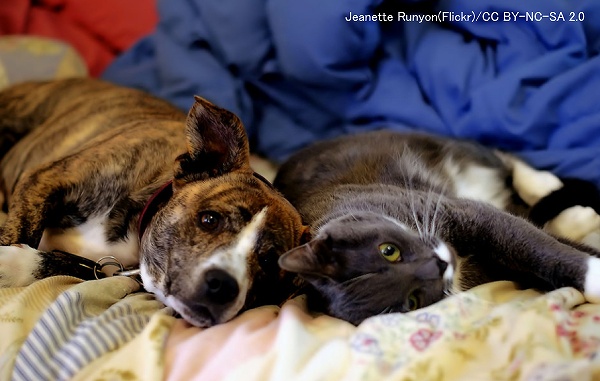 犬と猫の中の良さを左右するのは猫が見せる親和的な態度?