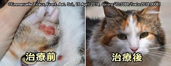 猫の行動性潰瘍性皮膚炎～側頭部に病変ができたケース