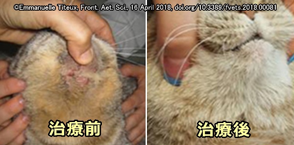 猫の行動性潰瘍性皮膚炎～顎の下に病変ができたケース
