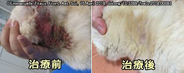 猫の行動性潰瘍性皮膚炎～耳の下に病変ができたケース
