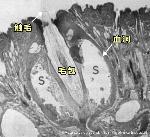 猫の手根触毛毛包部の組織学的構造