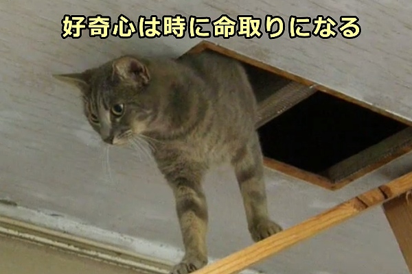 好奇心に駆られた猫が家の中を探検中に殺鼠剤と出くわしてしまう