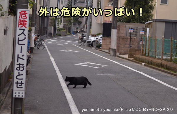 猫の自由行動を許すことは猫の死を助長することと同義