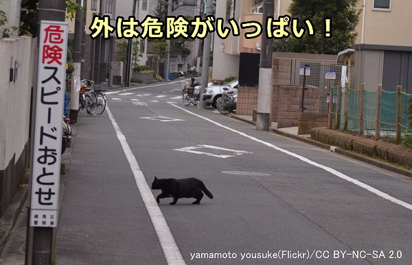 猫の自由行動を許すことは猫の死を助長することと同義