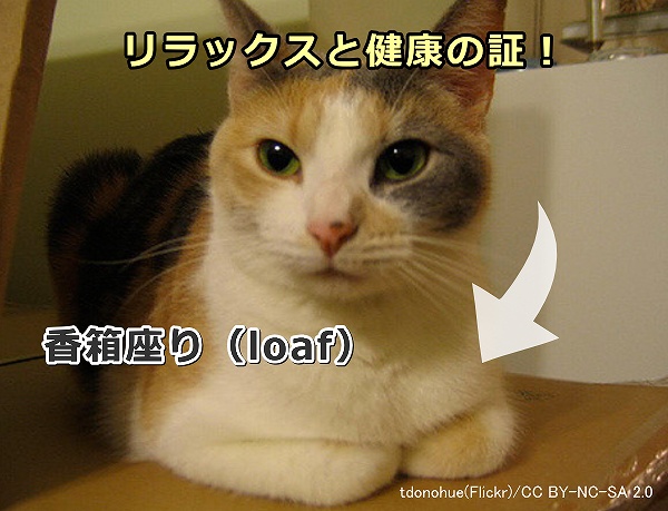 猫が見せる「香箱座り」（loaf）はリラックス（心）と体（身）が健康である証