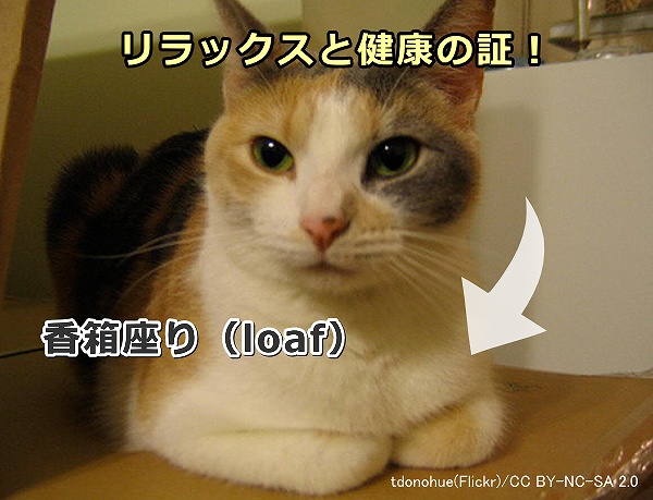 猫が見せる「香箱座り」(loaf)はリラックス(心)と体(身)が健康である証
