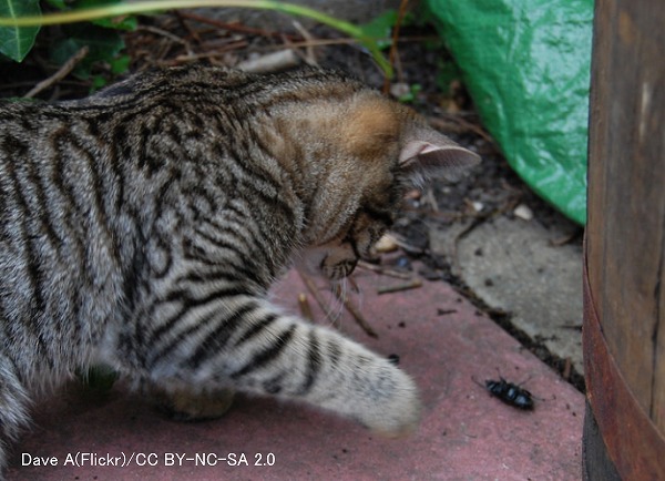 気管直径が小さい猫で気道閉塞が起こると除去が難しい