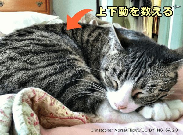 眠っている猫の呼吸数が30回を超えるような場合は環境が悪いか体調が悪い証拠