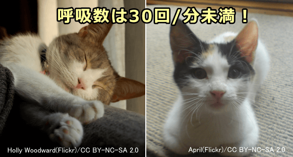 リラックスしているときの猫の呼吸数が1分間に30回を超えることはない