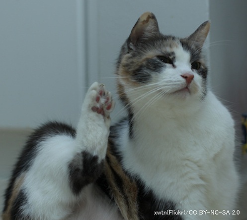 猫が頭や首を血が出るほど引っかく原因はストレス 子猫のへや