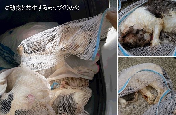 神戸市の素人繁殖家が車のトランクに詰め込んだ多数のスコティッシュフォールドたち