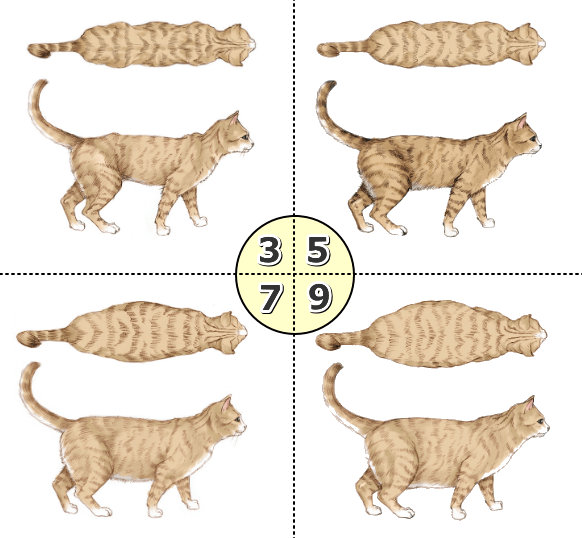 猫のBCS～3から9の比較図