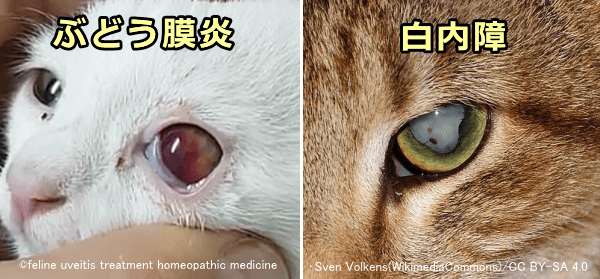猫の白内障の原因として最も多いのはぶどう膜炎