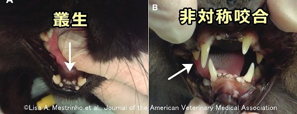短頭種の猫でよく見られる不正咬合～切歯の叢生と左右非対称のかみ合わせ