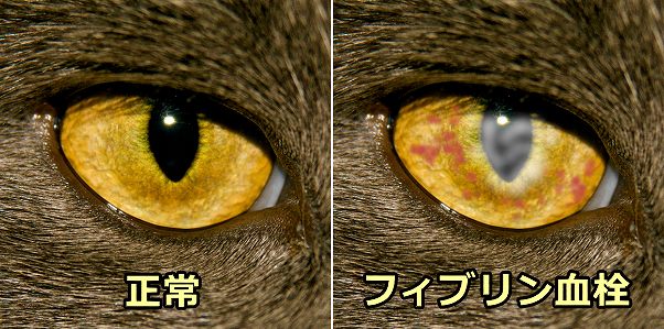 猫の前房に発生したフィブリン血栓