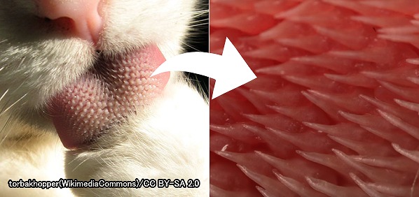 猫の舌の中央部にびっしり並んだ糸状乳頭（filiform papillae）