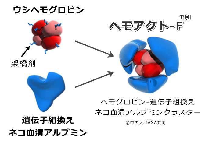 ウシの赤血球から精製したヘモグロビンを遺伝子組換えネコ血清アルブミンで包み込んだ構造の人工血液