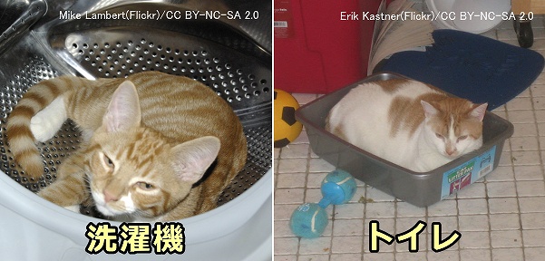 猫が洗濯機やトイレの中に入りたがるのはちゃんとした隠れ家が用意されていない証拠