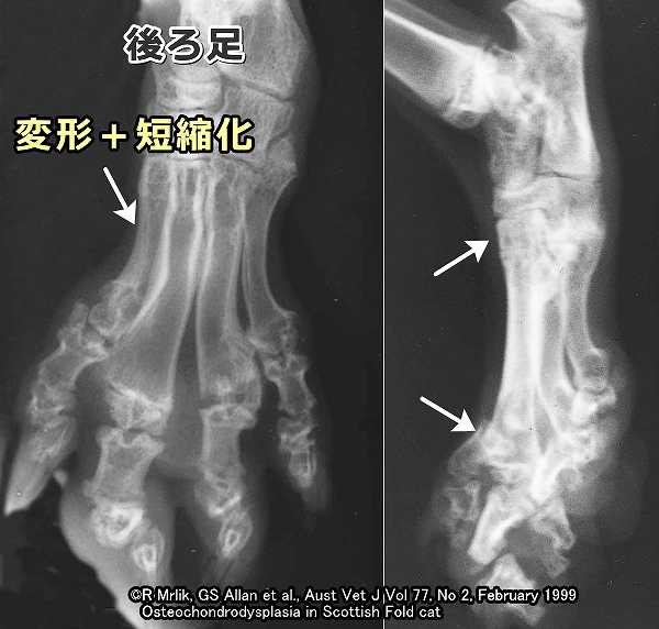 スコティッシュフォールドの足根中足部で見られる硬直化のレントゲン初見