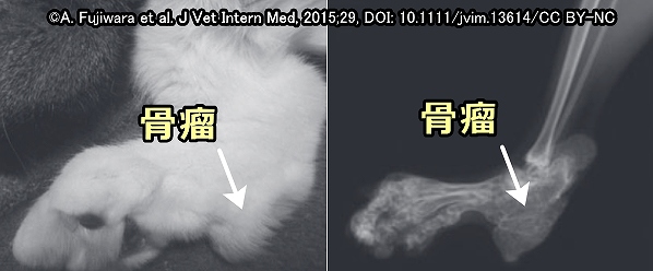 獣医師法の改正により日本国内でも放射線治療を犬猫に適用できるようになった