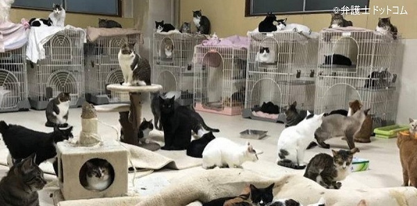 収容キャパシティを無視して次々と猫たちを軟禁するホーディングシェルターの内部写真