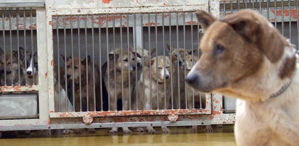 1人が50頭もの犬を管理せざるを得ない状況に追い込まれているピースワンコ・ジャパンの保護施設