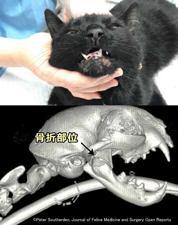猫の下顎枝骨折と下顎の偏位