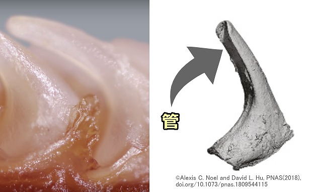 猫の舌にある窩洞乳頭(Cavo papillae)の模式図