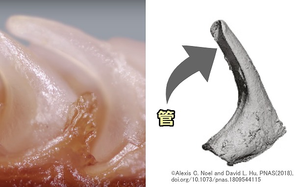 猫の舌にある窩洞乳頭（Cavo papillae）の模式図