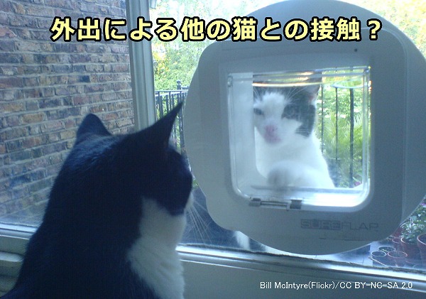 時間制限なくいつでも屋外に出られる状況や猫用扉（キャットフラップ）によってマーキングのリスクが高まる