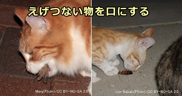 屋外を徘徊する猫たちは昆虫などえげつないものを平気で口にしている