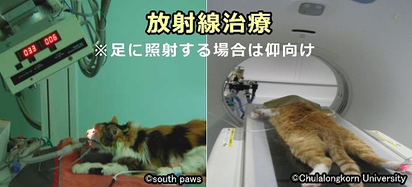 スコティッシュフォールド骨軟骨異形成症(SFOCD)に対する放射線治療は鎮痛効果がある