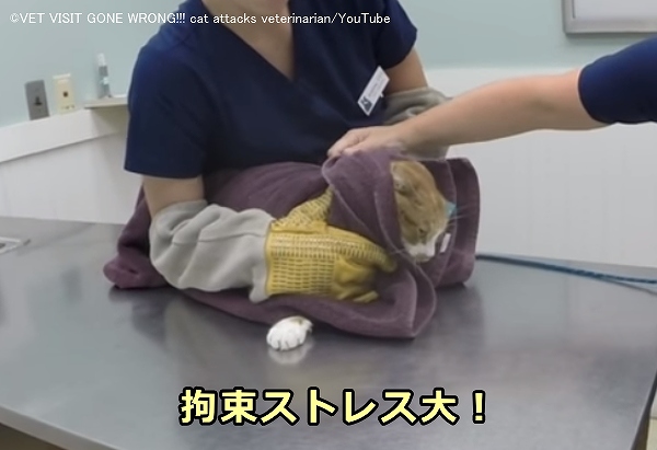 猫を動物病院に連れて行く際はストレスを最小限に!