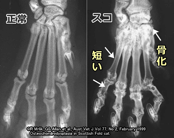 スコティッシュフォールドの手根中手部のレントゲン写真～中手骨の短縮化と手根部の骨化が見られる