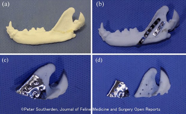猫の下顎枝骨折に対する3dプリンターを用いた新たな治療法 子猫のへや