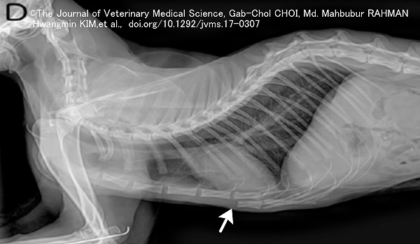 外傷に起因する猫の胸骨変形症例1