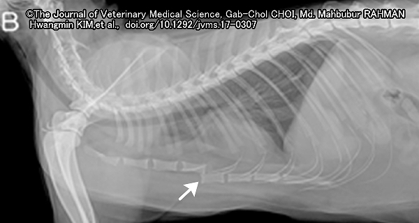 外傷に起因する猫の胸骨変形症例2