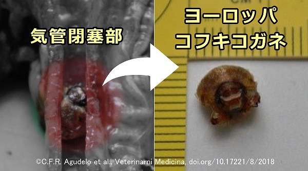 猫の気管分岐部を閉塞していたヨーロッパコフキコガネ(Amphimallon solstitiale)